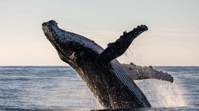 What happens when a whale dies? Scientists explains surprising process