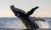 What happens when a whale dies? Scientists explains surprising process