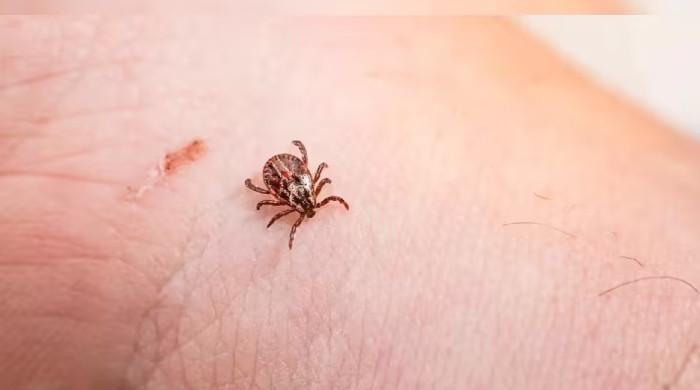 Tick-borne anaplasmosis on the rise in Canada, CMAJ study warns