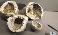 Ancient DNA breakthrough solves 4,000-year mystery of Wiltshire’s Upton Lovell ‘Shaman’ 