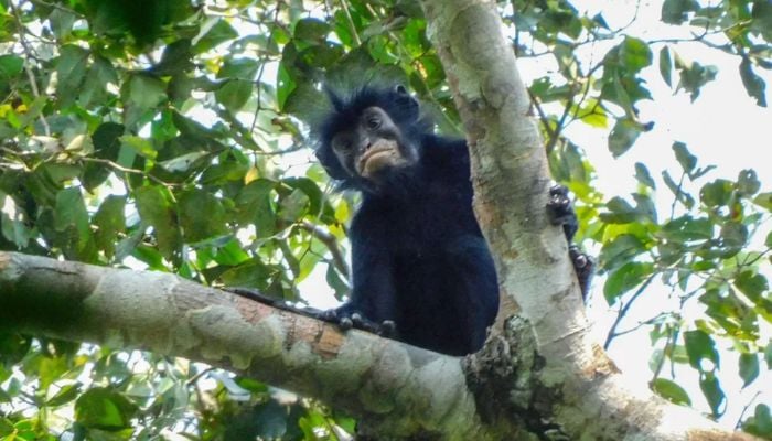 Scientists discover new ‘unusual-looking’ monkey species hidden in DR Congo forest