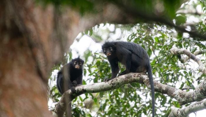 Scientists discover new ‘unusual-looking’ monkey species hidden in DR Congo forest