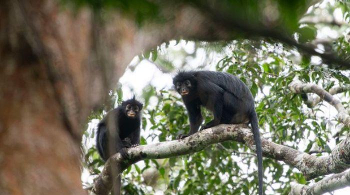 Scientists discover new ‘unusual-looking’ monkey species hidden in DR Congo forest 