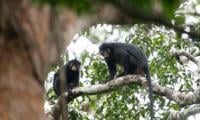 Scientists discover new ‘unusual-looking’ monkey species hidden in DR Congo forest 