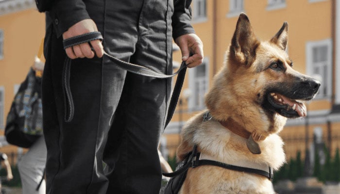 Why 2026 World Cup security opted for friendly Labrador Retrievers over fierce German Shepherds
