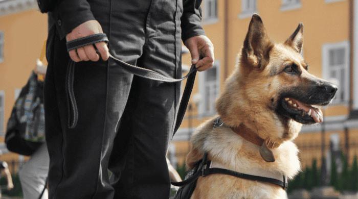 Why 2026 World Cup security opted for friendly Labrador Retrievers over fierce German Shepherds