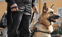 Why 2026 World Cup security opted for friendly Labrador Retrievers over fierce German Shepherds