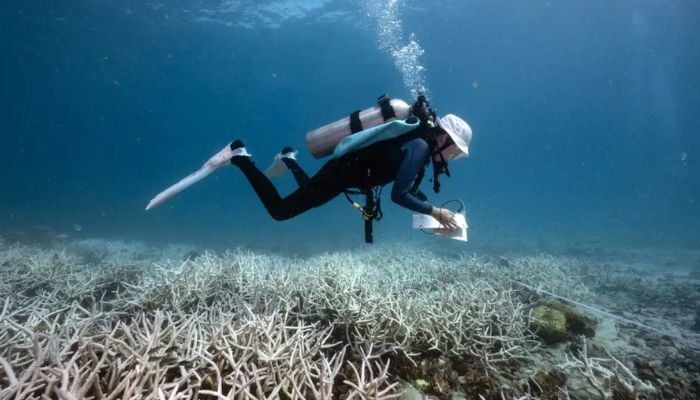 Australias Great Barrier Reef at extreme risk of ‘ecosystem collapse’, scientists warn