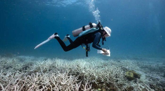 Australia's Great Barrier Reef at extreme risk of ‘ecosystem collapse’, scientists warn