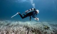 Australia's Great Barrier Reef at extreme risk of ‘ecosystem collapse’, scientists warn