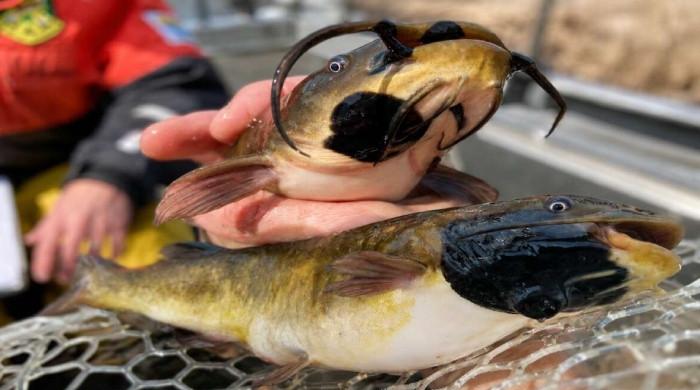 Scientists discover first known transmissible cancer in fish