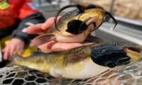 Scientists discover first known transmissible cancer in fish