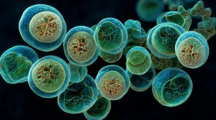 CDC expands Cyclospora outbreak to nine states as cases continue to rise