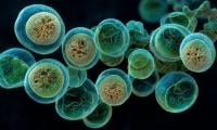 CDC expands Cyclospora outbreak to nine states as cases continue to rise