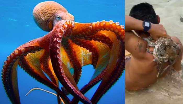 Octopuss grip on man leaves thousands horrified
