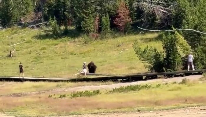 Yellowstone National Park warns visitors after child chased by bison