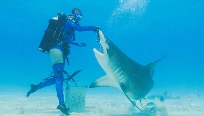 Can sharks help predict hurricanes? Scientists think so