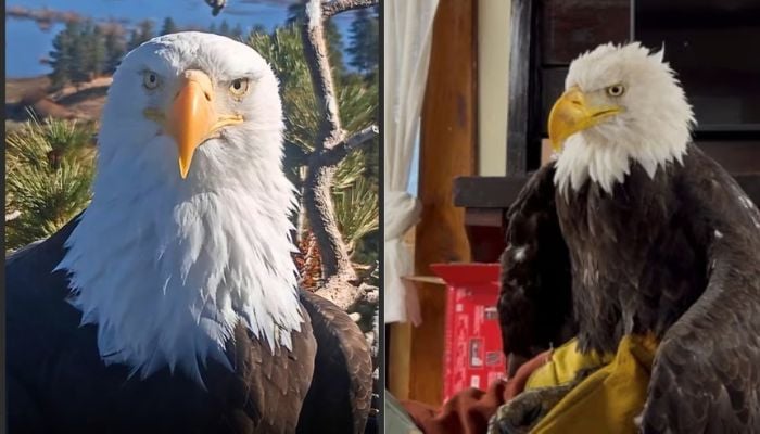 Who was Jackie? How California bald eagle became an internet sensation