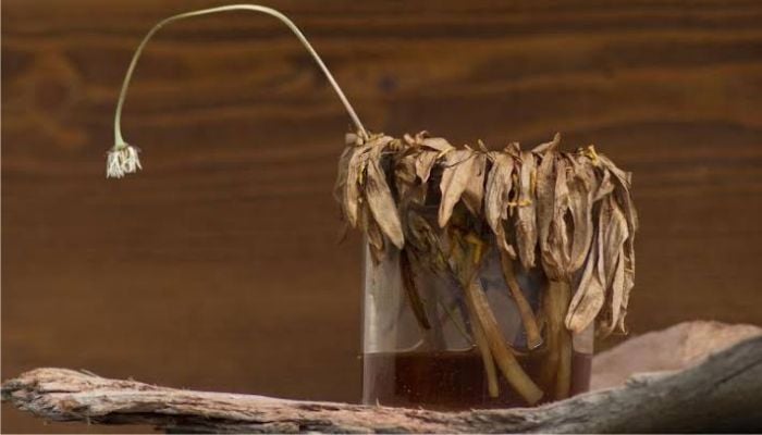 Farmer loses 25 acres of crops after following AI device: Full story