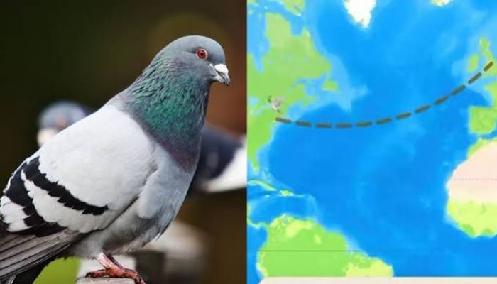 New messenger app sends texts by virtual carrier pigeons: What to know