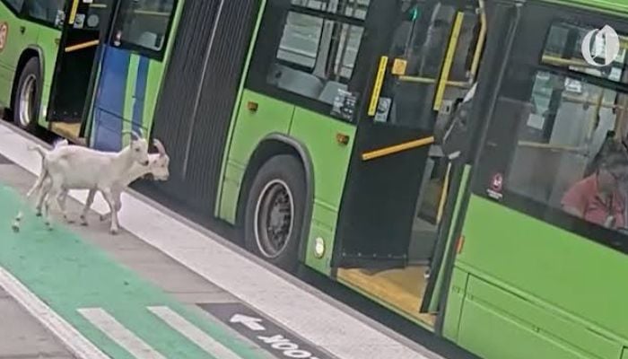 Portland: Pygmy goats hop aboard city bus during morning rush