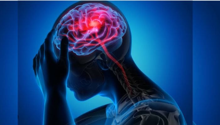 New study reveals surprising way stress hormones help the brain repair itself