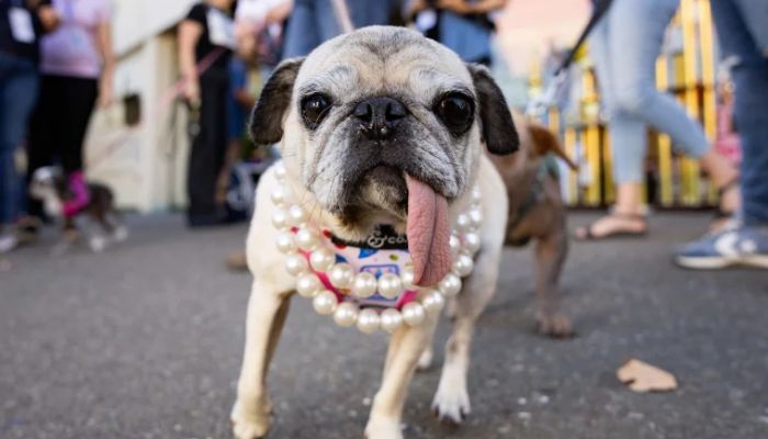 Jinny Lu wins 2026 world’s ugliest dog contest: What to know