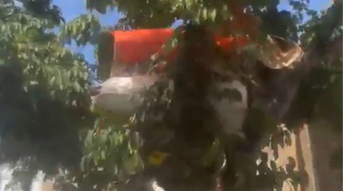 Video of people living in trees sparks fresh debate over UK housing crisis
