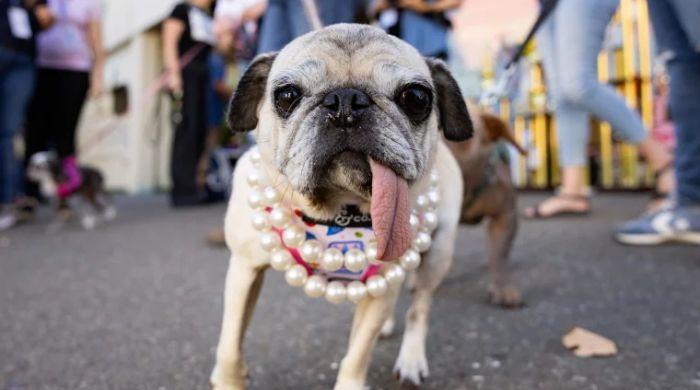 Jinny Lu wins 2026 world’s ugliest dog contest: What to know