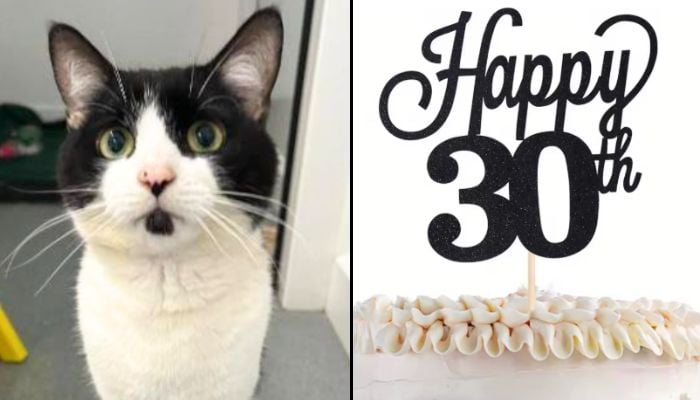Cat missing for 10 years miraculously reunited with owner on 30th birthday  www.thenews.com.pk