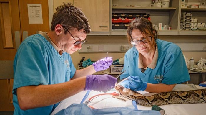 Python makes remarkable recovery after world-first cancer treatment