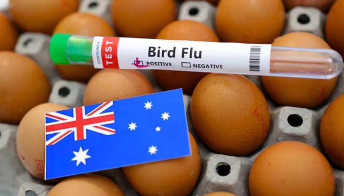 Australia confirms first H5N1 bird flu case in mammals after seal dies due to infection