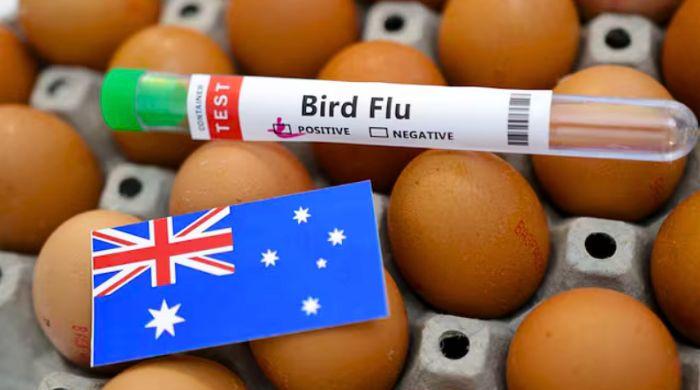 Australia confirms first H5N1 bird flu case in mammals after seal dies due to infection