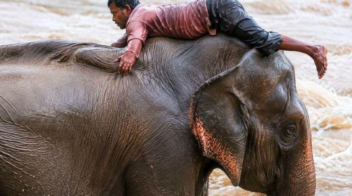 Viral video shows elephants rescuing Nepal flood victims? Here's the truth behind the footage