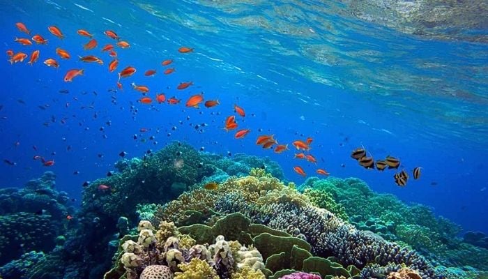 Coral reefs facing irreversible decline as global recovery windows collapse, study warns