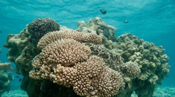 Coral reefs facing 'irreversible decline' as global recovery windows collapse, study warns