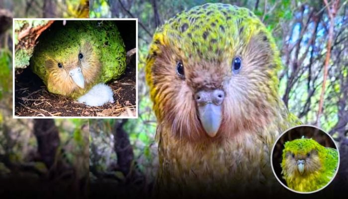 Rare population of worlds heaviest parrot Kakapo soars past 300 after record-breaking breeding season