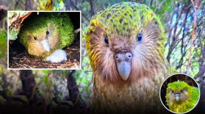 Rare population of world's heaviest parrot 'Kakapo' soars past 300 after record-breaking breeding season