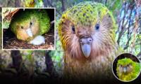Rare population of world's heaviest parrot 'Kakapo' soars past 300 after record-breaking breeding season