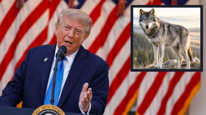 Trump directs Interior department to review endangered species protections for gray wolves