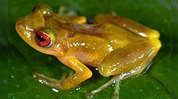 'New' frog species discovered after hiding in plain sight for 100 years