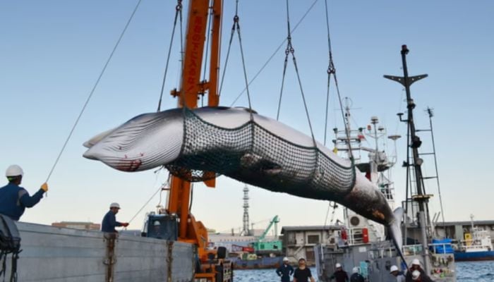 Iceland plans permanent Whaling ban, leaving only Norway and Japan