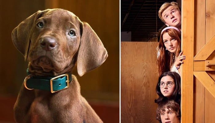 Netflix makes Scooby-Doo history with first real Great Dane in new show
