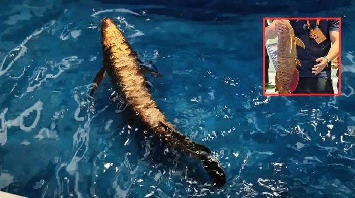 China unveils BG-5 ‘Golden Dragon Fish’ robot for underwater surveillance 