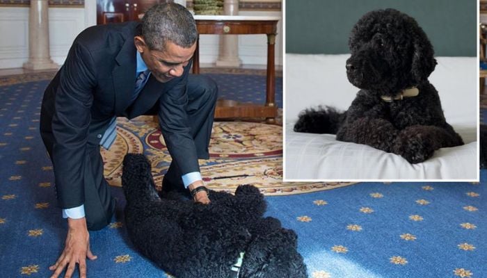 Obama family mourns the passing of beloved dog Sunny