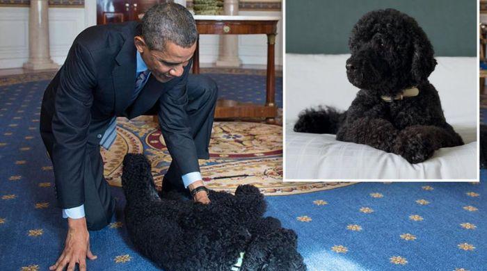 Obama family mourns the passing of beloved dog Sunny