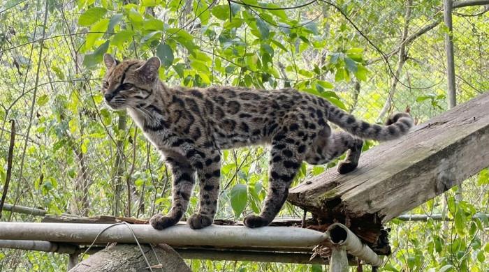 Scientists discover new wild cat species in Bolivia for the first time in a century