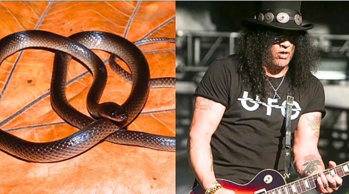 Scientists name newly discovered snake after Guns N' Roses' Slash