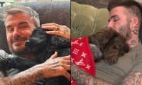 David Beckham shares heartfelt update as beloved companion 'gets old'
