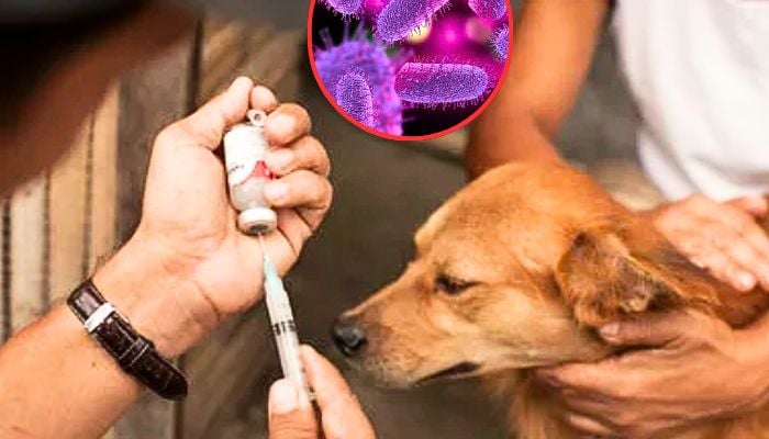 Rabies concerns grow in US, sparking health warnings over fatal virus